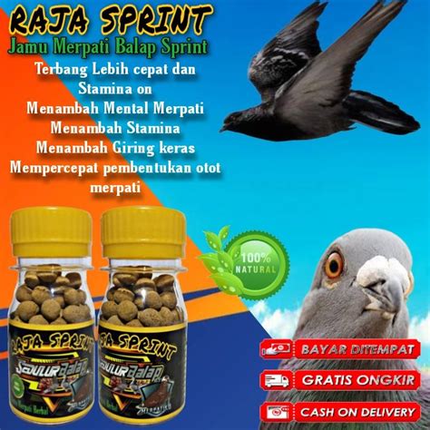 jamu merpati balap sprint  btf ina sprint doping merpati stamina strong khusus merpati balap